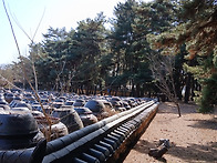 내가 본 최고의 소나무 -..