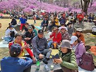 4월7일 일요일 원미산 진달래 벗꽃 축제