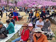 4월7일 일요일 원미산 진달래 벗꽃 축제