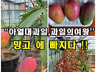 애플망고소개