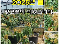 망고 꽃 (수정벌 ..