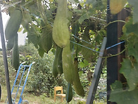 24년 추석 수세미