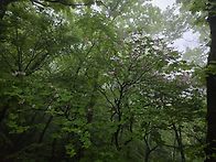 5월 축령산 서리산
