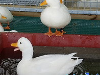 비켜.. 목욕하게, 콜덕