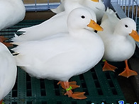 2021년생 콜덕 아이들