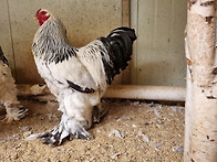 라이트 컬럼비안 브라마