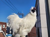 백봉