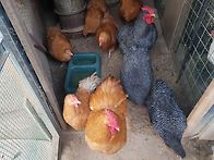 합숙중인 달구들...