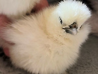 화이트 실키 병아리들