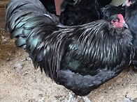 블랙 아메라우카나