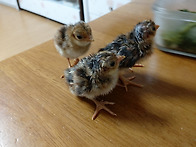 아리아리 금계병아리