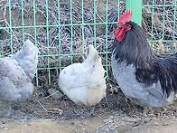 예전의 나의 청계사진