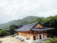 전남 영광군 불갑사 상사화