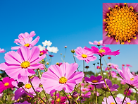 1년에 딱 한번 지구에 내려온 별들의 이벤..