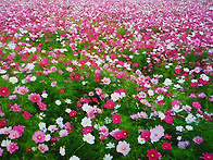 1년에 딱 한번 지구에 내려온 별들의 이벤..