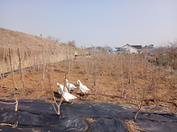 평택 숙성리 전원주택(2,..