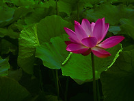 삼락 연꽃