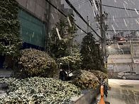 서울 첫눈