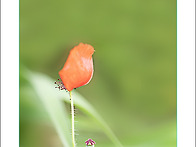 마지막 꽃잎새