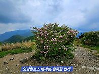배내봉 966 m 철쭉꽃산행 ..
