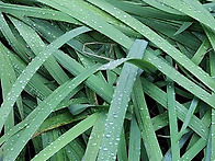 이슬