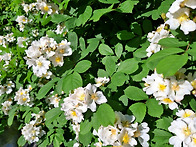 찔레