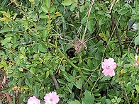 찔레