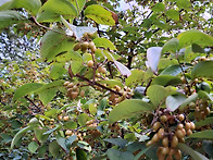 산수유