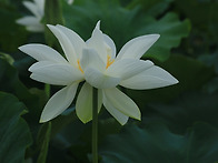금요 인사.