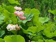 화요 인사.