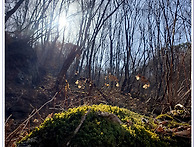 지리산 산수국
