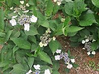 반가운 님이 오셨습니다.
