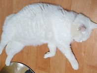 추운 날씨가 냥이 활동을ㅡ..