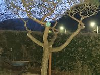 소나무전지작업