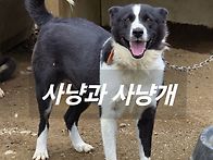 베어독