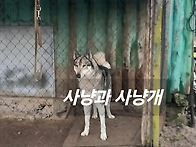웨스트라이카