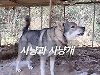 1호수입모견