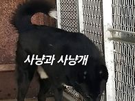 러시아사냥견