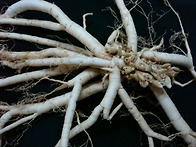 봉삼(백선피)의 ..