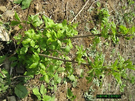 오가피새순 나물과..