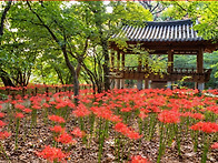 붉은 꽃무릇이 3..