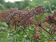 산초나무의 효능 ..