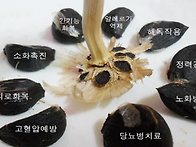 마늘의 뛰어난 효..