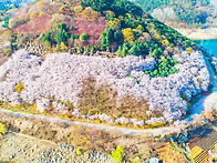 제천 청풍호 벚꽃..