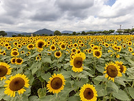 경주 첨성대 해바라기(20..