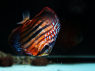 Red Catana 3G ㅡ @ ..