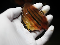 Red Catana Discus ..