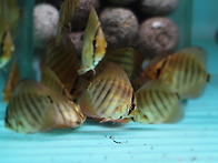 Red Catana Discus ..