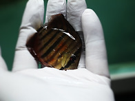 Red Catana Discus ..