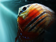 Red Catana Discus ..